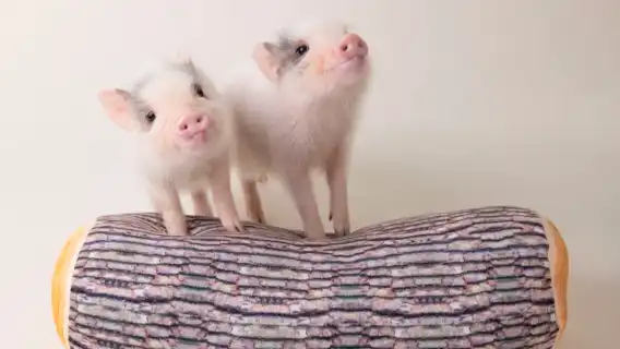 [คาเฟ่ Mipig ศูนย์การค้า AEON สาขา Sapporo Hatsuhan] ประสบการณ์แบบโต้ตอบที่คาเฟ่หมูบำบัดยอดนิยม