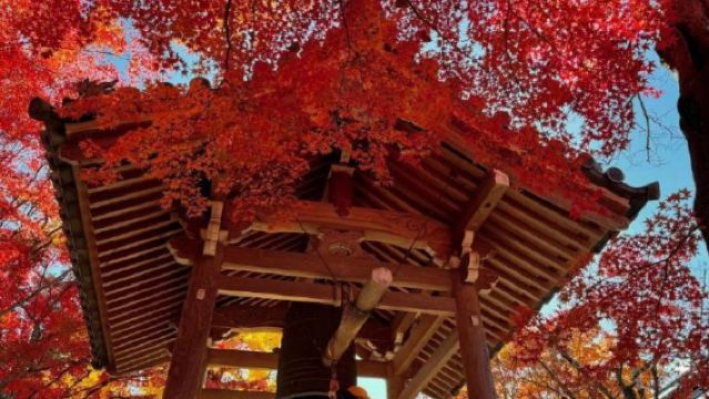 日本京都/貴船神社/三千院/嵐山嵯峨野小火車-紅葉巡禮紅葉季