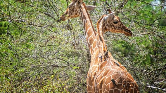 Zanzibar: Mikumi National Park Day Trip with Flights