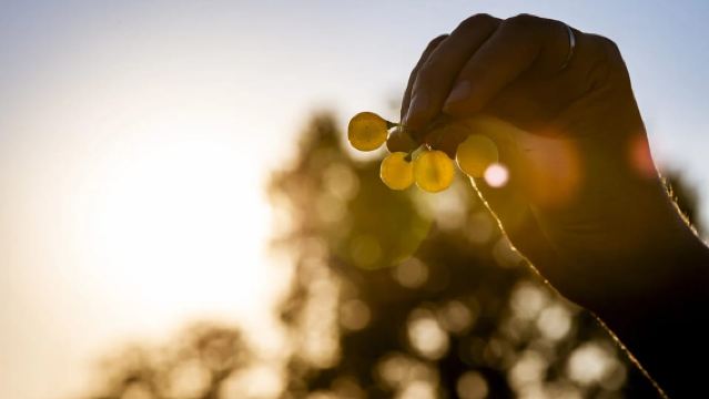 Chianti Grand Tasting: Wines, Oils & Balsamics in the Cellar