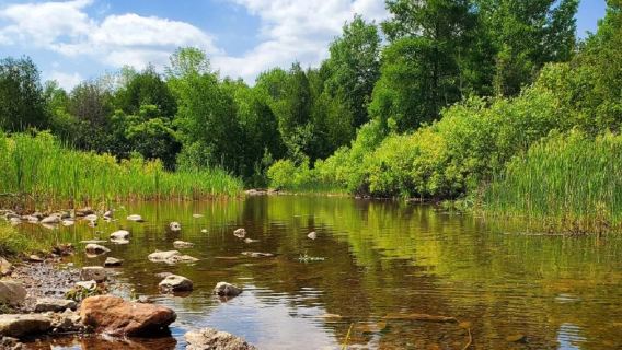 Weaver creek salmon viewing + Harrison Hot Springs village + Fort Langley: Vancouver 1-day tour/Bilingual group (excludes admission tickets)