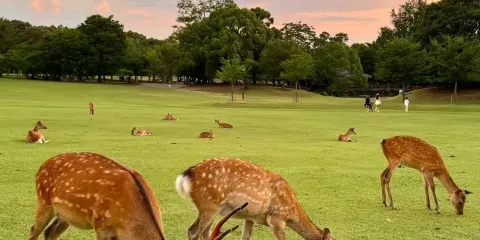 日本奈良宇治一日遊奈良公園萌鹿宇治抹茶溫泉體驗