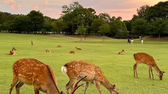 日本奈良宇治一日遊奈良公園萌鹿宇治抹茶溫泉體驗