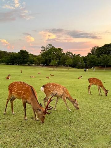 日本奈良宇治一日遊奈良公園萌鹿宇治抹茶溫泉體驗