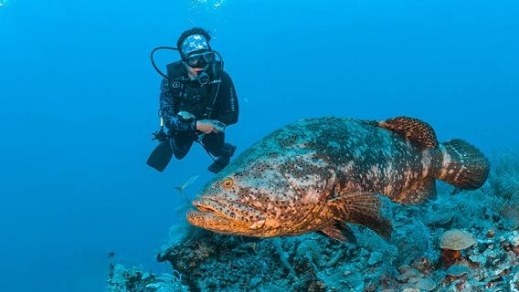 tour di un giorno in barca alle isole Similan/Surin a Phuket, Thailandia con immersione subacquea certificata OW