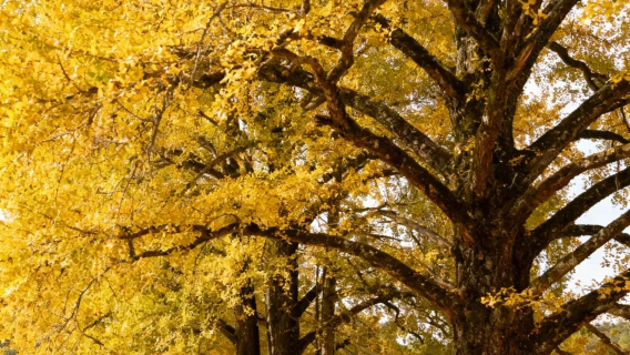 韶關一日遊【丹霞山+帽子峰】粵北秋日雙絕，司兼嚮導小團包車遊