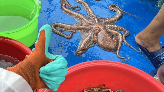 陵水親子出海拉地籠+槳板體驗雙體驗 獨立團 提供裝備 老船長和船員帶領教學 收穫皆可帶走