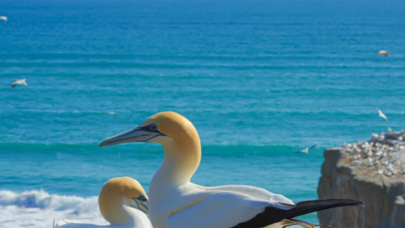 紐西蘭奧克蘭出發：小黑子沙灘+黑沙灘+酒莊+伊甸山一日遊｜中文專車