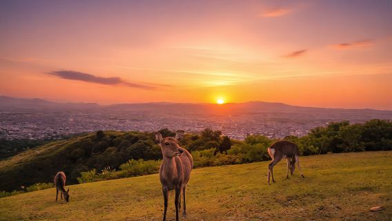 Kyoto Kiyomizu-dera Temple + Fushimi Inari Taisha + Uji + Nara Mount Wakakusa Sunset and Deer 1-day Tour