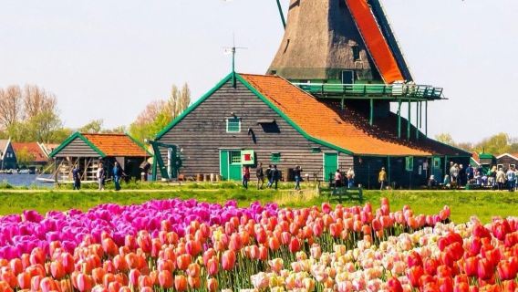 春日限定·花田+風車村+水壩廣場|阿姆斯特丹包車一日遊