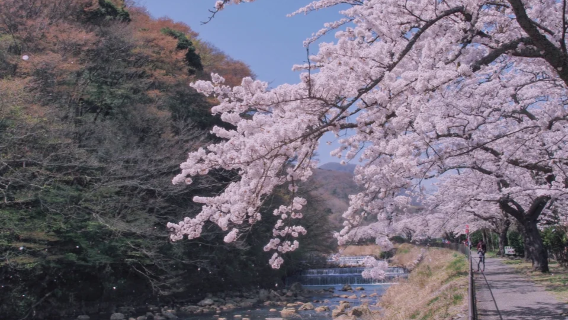 1-Day Tour from Tokyo: Cherry Blossoms at Numagawa + Jogasaki Coast + Miyagino Hayakawa Embankment