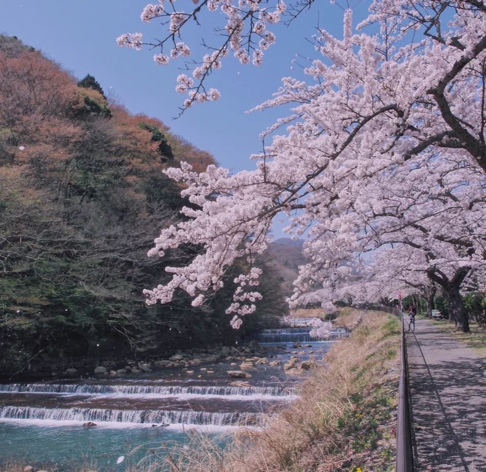 Partenza da Tokyo: tour di un giorno ai ciliegi in fiore di Numagawa, costa di Jogasaki e argine di Miyagino-Hayakawa