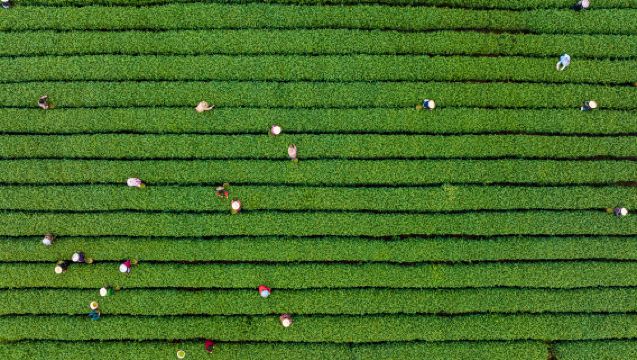 Private Chartered Tour to Jiuxi Scenic Area + Meijiawu Tea Plantation (Departing from Hangzhou)