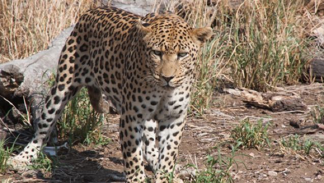 Guided Jawai Leopard Safari with Udaipur Drop from Jodhpur