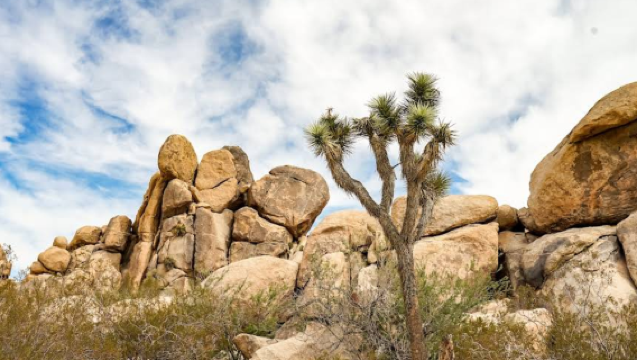 美國洛杉磯來回-約書亞樹國家公園【中文包車自由行】