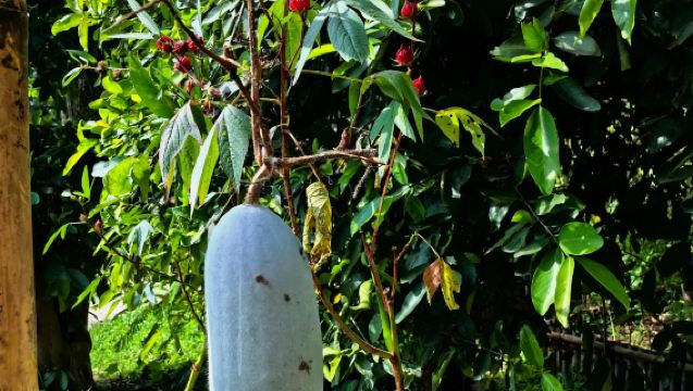 Escuela de Cocina Tailandesa Asia Scenic en Chiang Mai | Visita huertos en el casco antiguo o explora granjas orgánicas rurales y prepara auténticos platos tailandeses (incluye recetario)