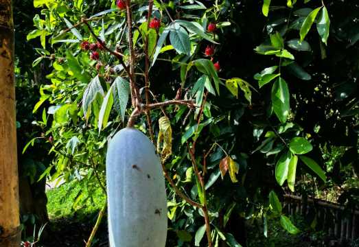 Chiang Mai Asia Scenic Thai cooking school | Visit the old town vegetable garden or explore the rural organic farm to make authentic Thai dishes by...