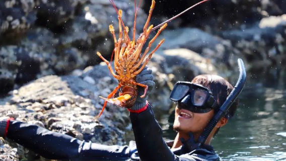 Lawatan Sehari Melompat Pulau di Penghu Timur | Perjalanan ke Pulau Udang Karang | Pengalaman di Pantai Pengpeng & Menangkap Udang Karang