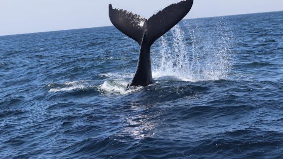 Morro Bay: Whale Watching with Lost Isle Adventures