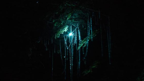 Rotorua: Glow Worm Adventure Kayak