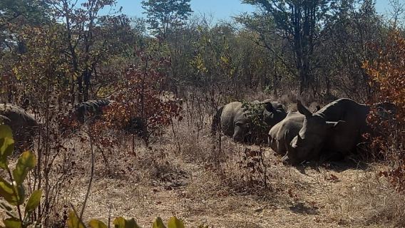 Wild Lusaka Safari Experience – 3 Hour Adventure Tour