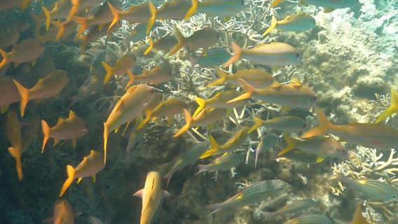 Blue Bay Marine Park - 2 hour Snorkeling Excursion