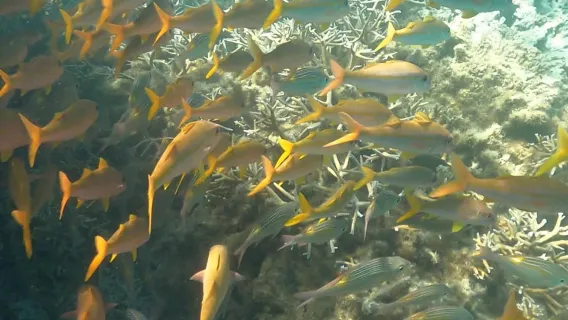 Blue Bay Marine Park - 2 hour Snorkeling Excursion