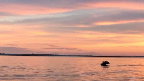 Hilton Head Island: Sunset Dolphin Watching Tour