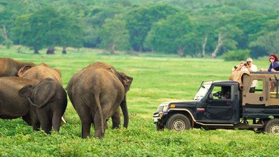 Private Jeep Safari at Minneriya National Park to Visit Elephants