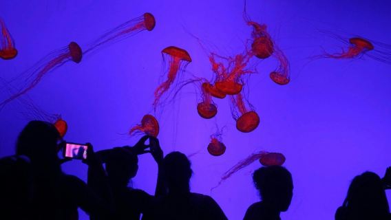 Ripley's Aquarium of Canada: Sharks After Dark