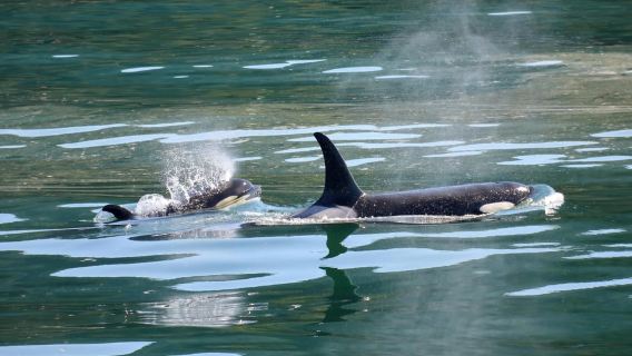 Whale Watching in Hermanus Shared Tour