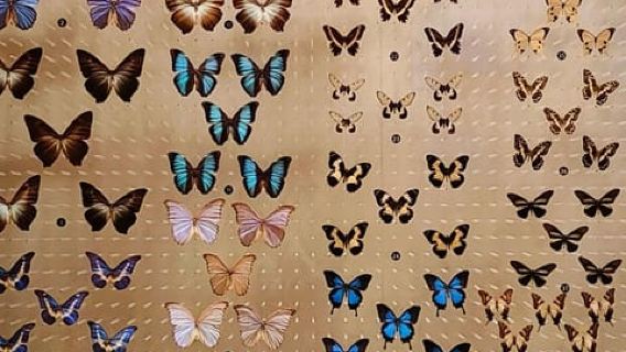 Shanghai : service d'achat de billets pour le Musée d'histoire naturelle