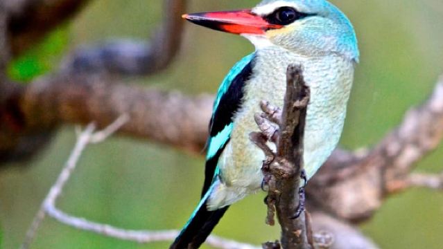 เดอร์บัน: ทัวร์ชมนกเซนต์ลูเซีย