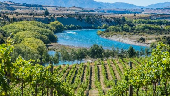 Wanaka: Combo đạp xe điện, tham quan rượu vang và ăn trưa