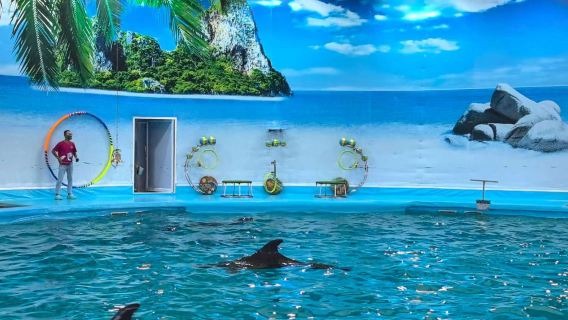 Dolphins Bay Phuket: Dolphin Shows, Photos, Dancing with Dolphins, and Close Encounters