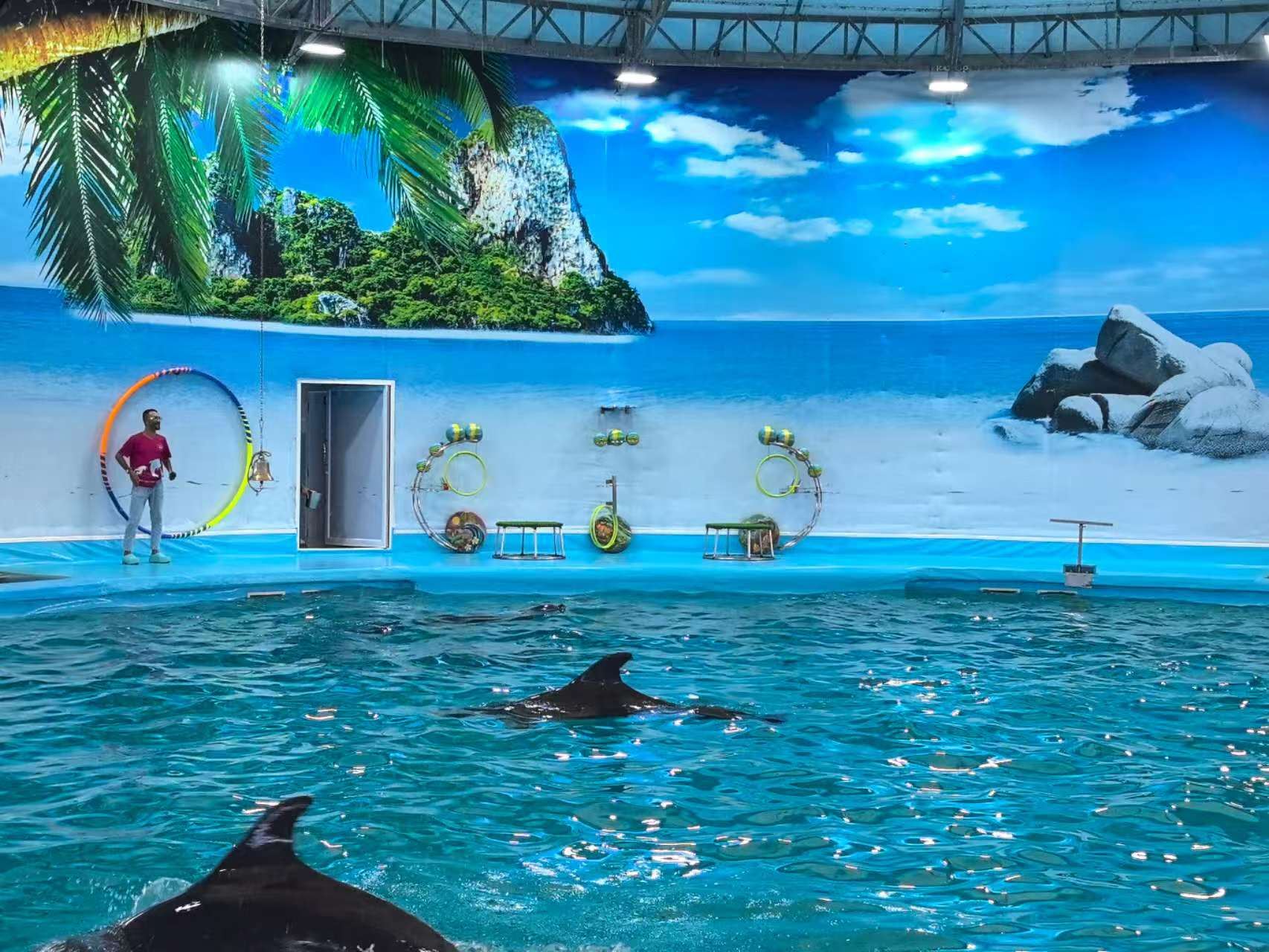 Dolphins Bay Phuket: Dolphin Shows, Photos, Dancing with Dolphins, and Close Encounters