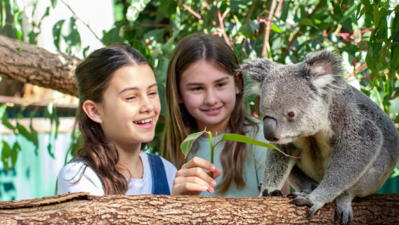 Sở thú Currumbin tại Bờ biển Vàng [Tùy chọn ôm gấu koala | Bữa sáng/Trà chiều với gấu koala]