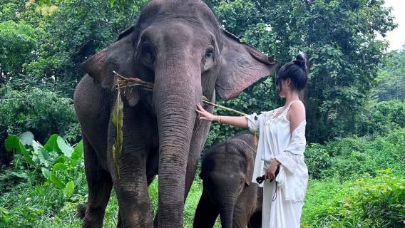 Excursión de un día a la cascada Kuang Si, el campamento de elefantes y la cascada Tad Sae en Luang Prabang, Laos
