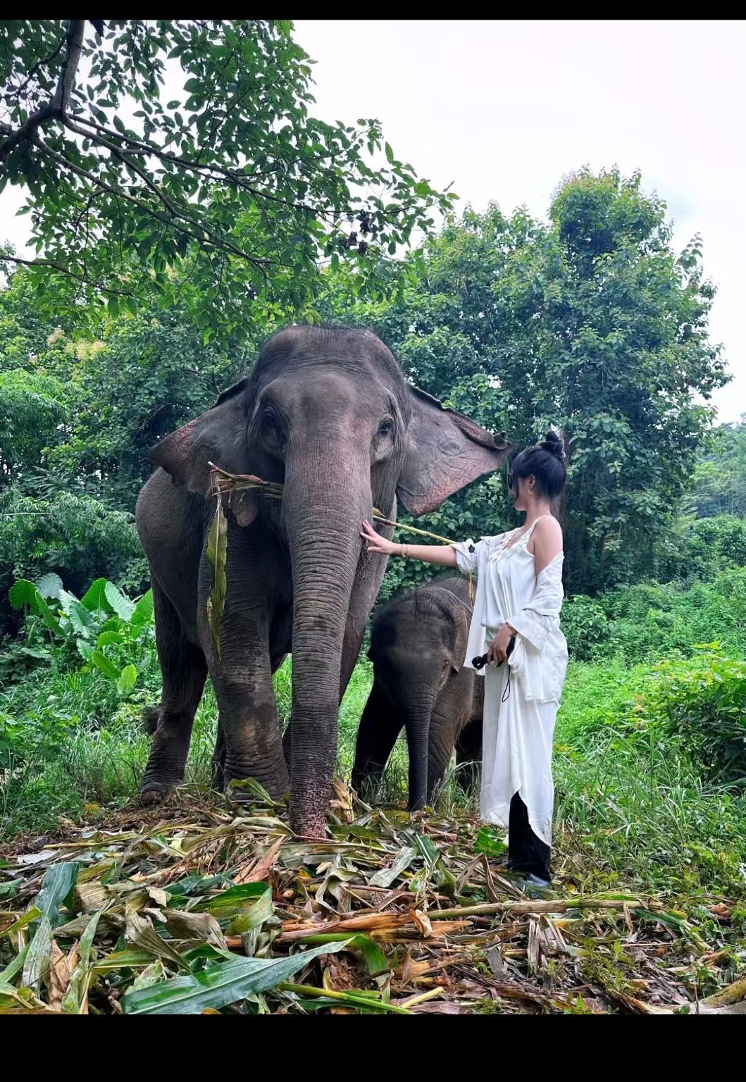 Laos Luang Prabang Tat Sae Waterfalls + Elephant Camp + Kuang Si Waterfall 1-day tour