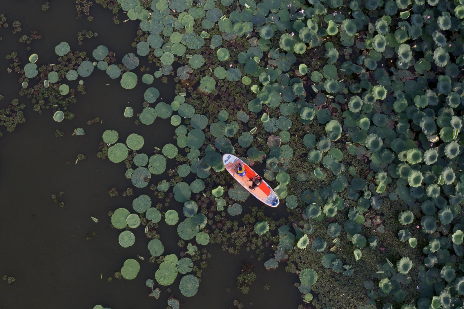 Chèo thuyền kayak ngắm hoàng hôn tại vườn sen Hậu Quan, Vũ Hán cùng nhiếp ảnh gia để chụp ảnh du lịch