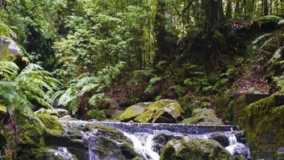 Levada do Rei - Ribeiro Bonito