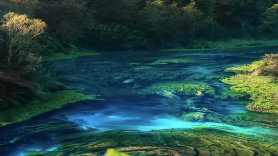 奧克蘭來回 藍泉+懷託摩螢火蟲洞包車一日遊【中文司機】