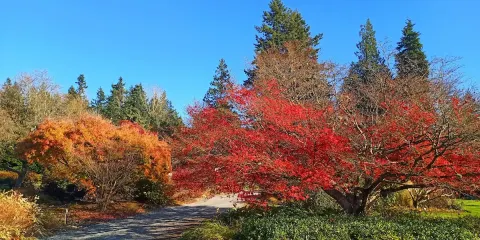 加拿大溫哥華UBC植物園+獅門大橋包車一日遊【不含門票】