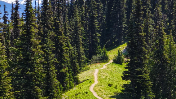 Seattle Highlights 1-day Tour: Olympic National Park, Hurricane Ridge Panorama, Bainbridge