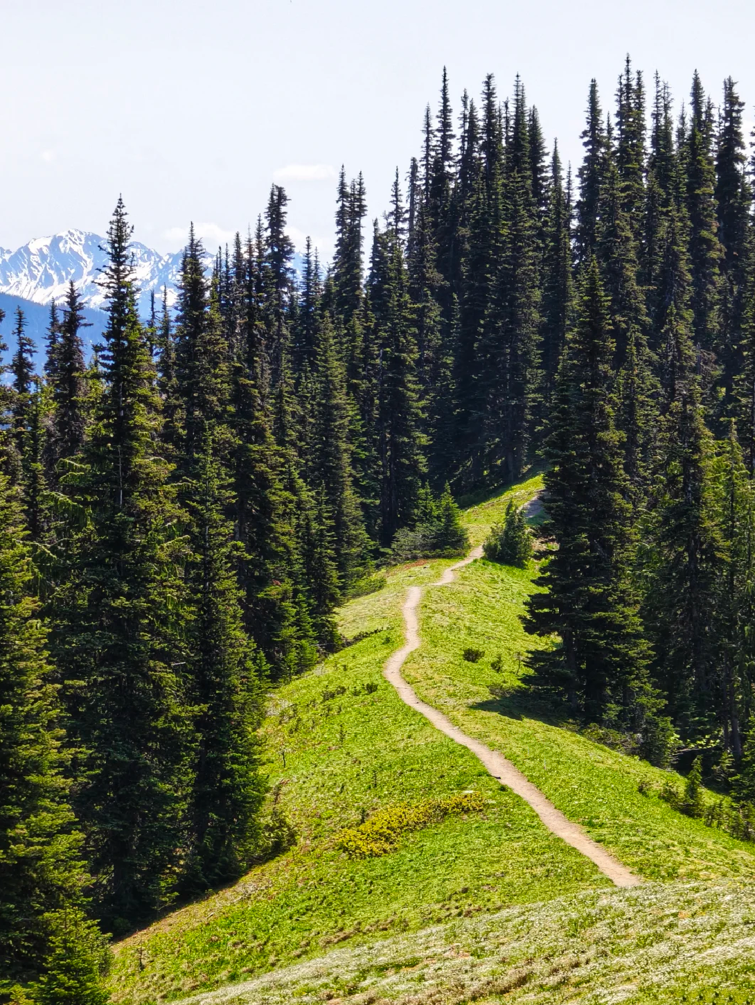 Seattle Highlights 1-day Tour: Olympic National Park, Hurricane Ridge Panorama, Bainbridge