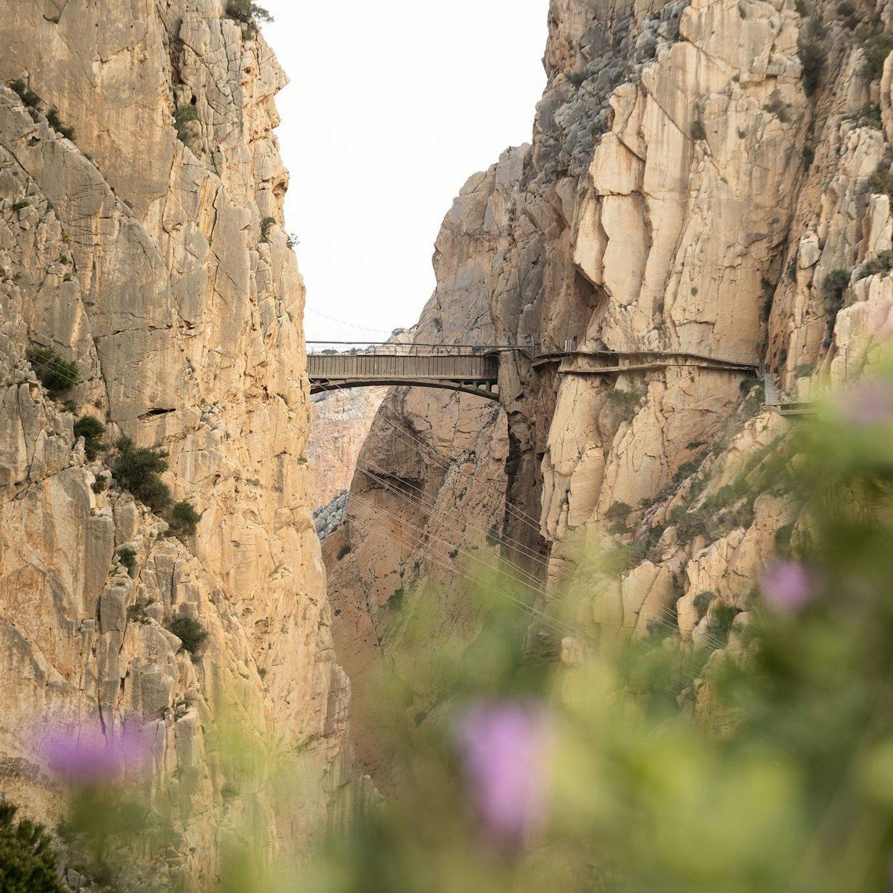 Caminito del Rey : Visite guidée en français + Transfert aller simple en navette