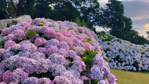 新西蘭奧克蘭來回 薰衣草莊園+藍花楹一條街+繡球花牆一日遊