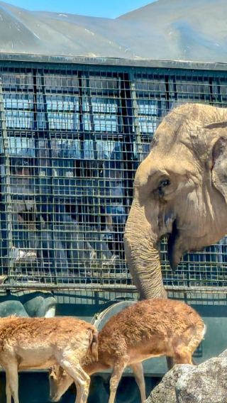 Fukuoka round-trip Oita Yufuin private charter 1-day tour | Kyushu Wildlife Park African Safari + Yufuin + Lake Kinrin