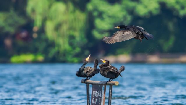 10-person group | Hangzhou Xixi Wetland + Museum half-day tour with optional electric boat or rowing boat package