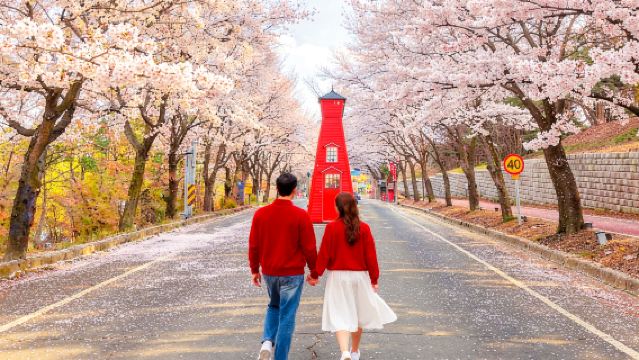 首爾出發｜原州小金山纜車之旅：俯瞰萬界里千年銀杏，盡享原州自